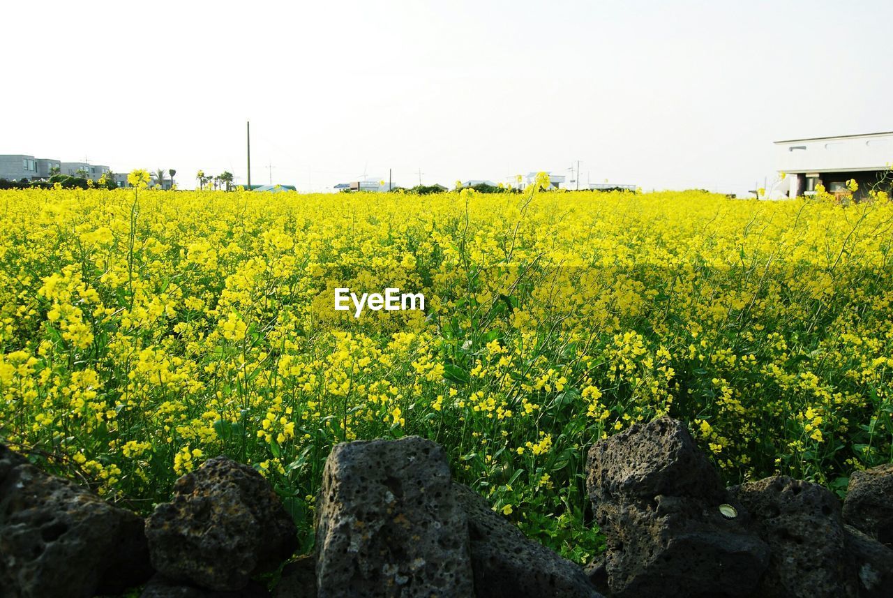 YELLOW FLOWERS IN FIELD