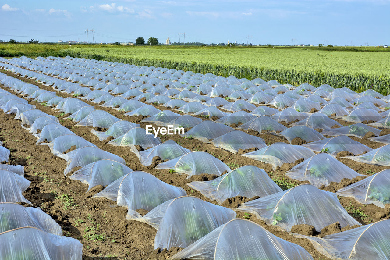 Scenic view of agricultural field against sky