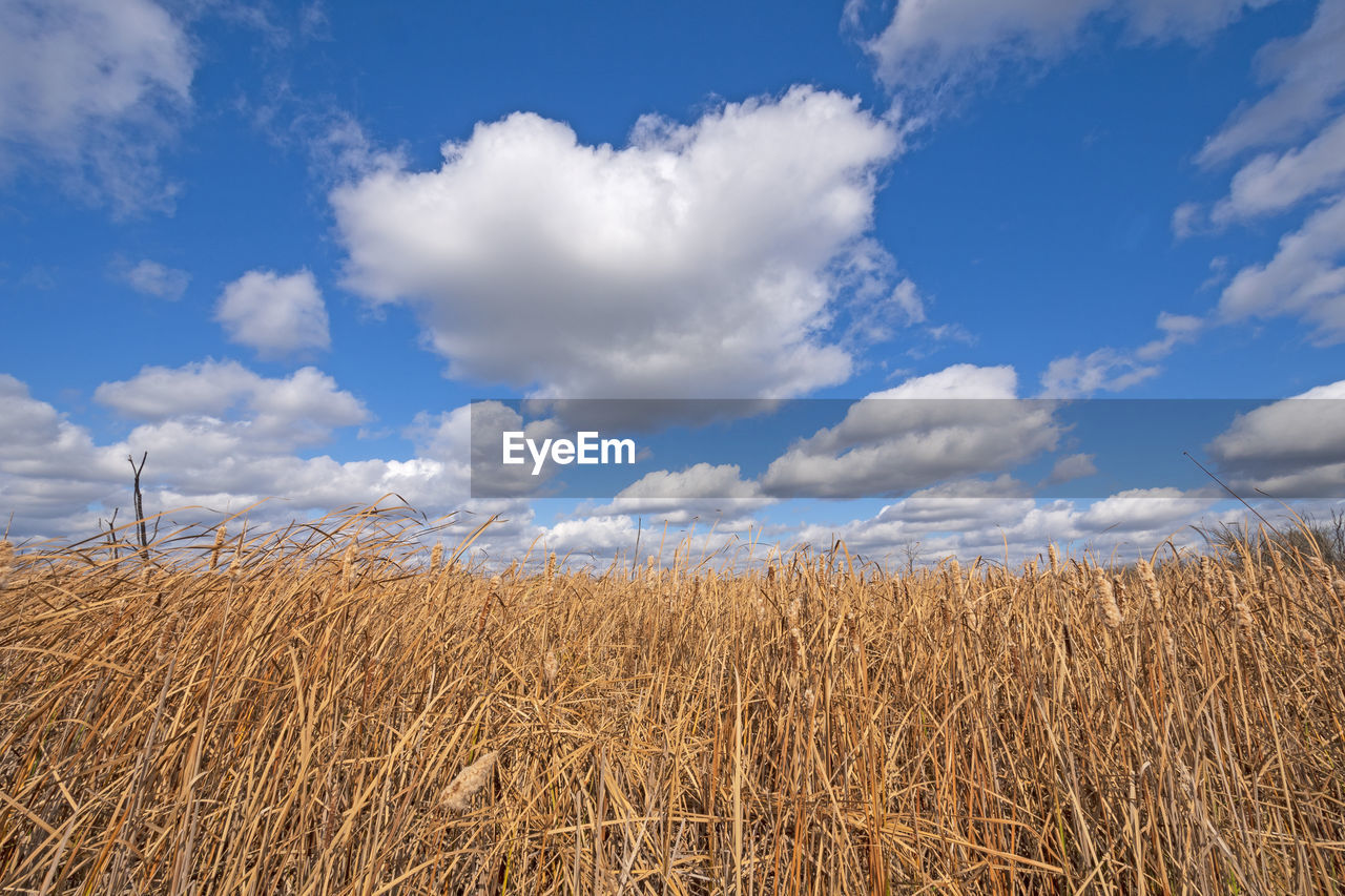 VIEW OF FIELD AGAINST SKY