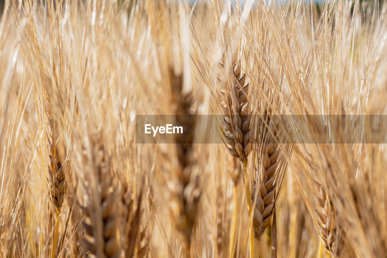 Close-up of stalks in wheat field