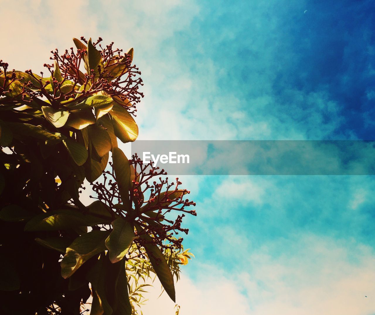 LOW ANGLE VIEW OF FLOWER TREE