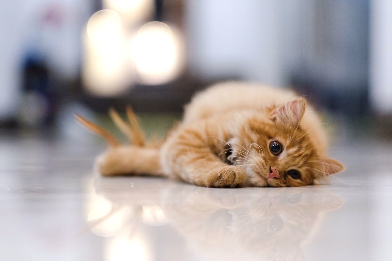 CLOSE-UP PORTRAIT OF CAT ON FLOOR