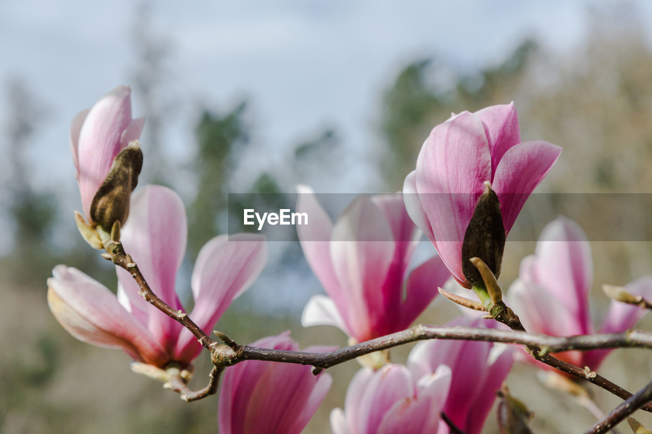 flower, plant, flowering plant, pink, blossom, freshness, beauty in nature, magnolia, nature, close-up, fragility, petal, spring, focus on foreground, macro photography, growth, no people, springtime, flower head, tree, inflorescence, bud, outdoors, day, botany, selective focus, branch