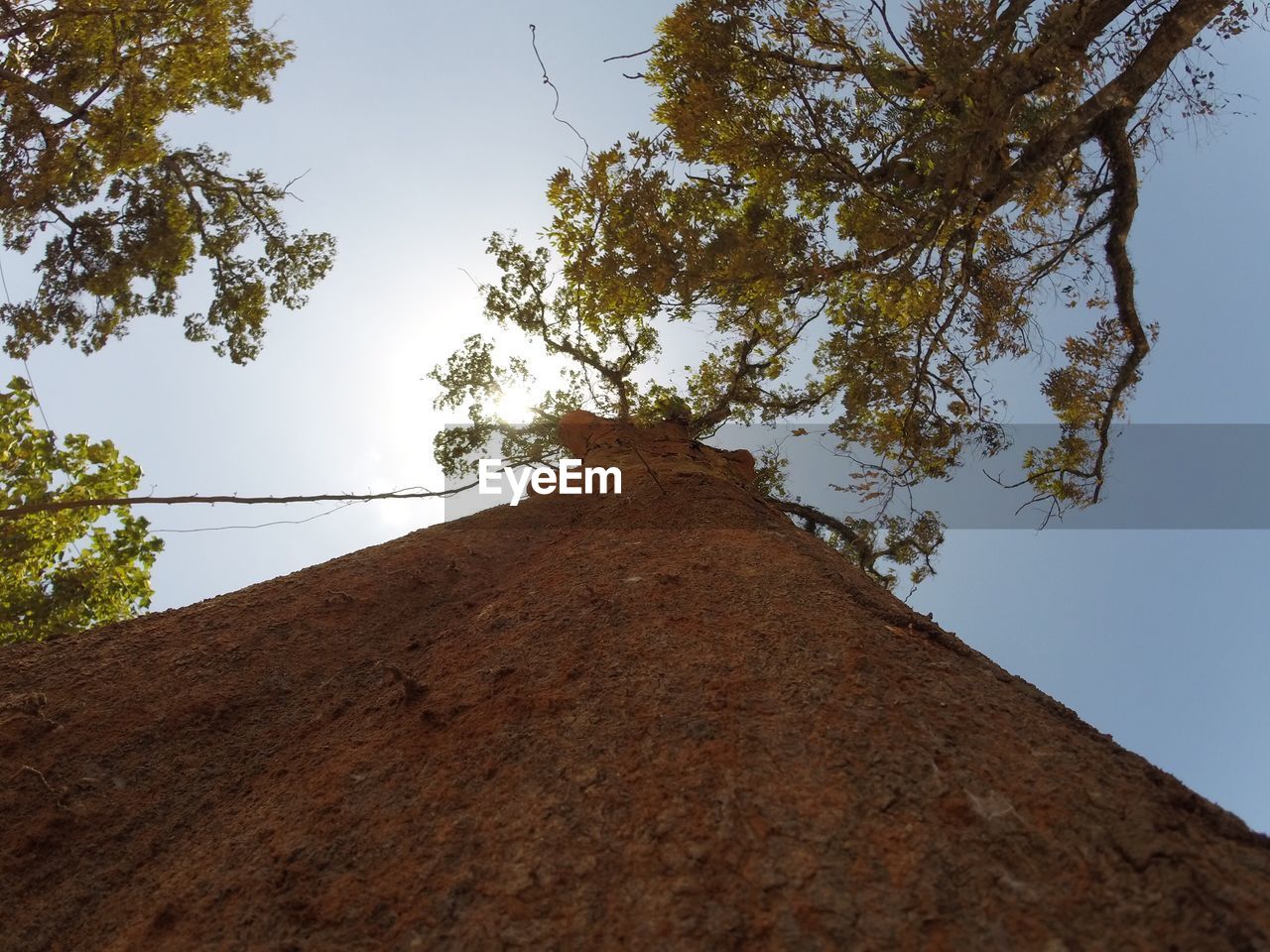 LOW ANGLE VIEW OF TREES AGAINST SKY