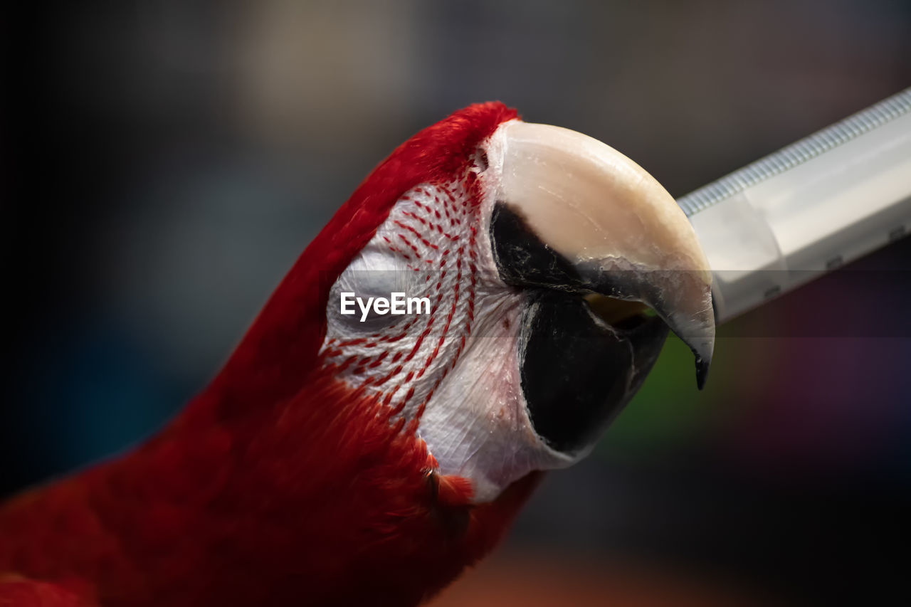 Close-up of a bird