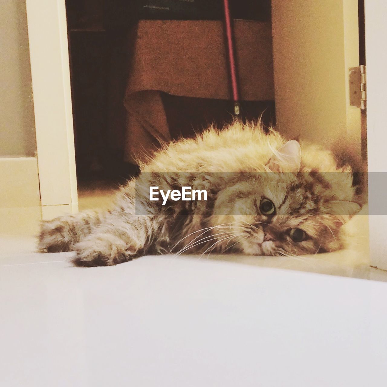 Close-up of cat relaxing on floor