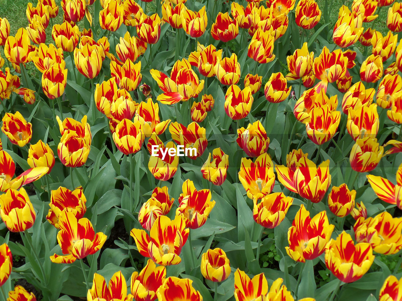 CLOSE-UP OF YELLOW TULIPS ON FIELD