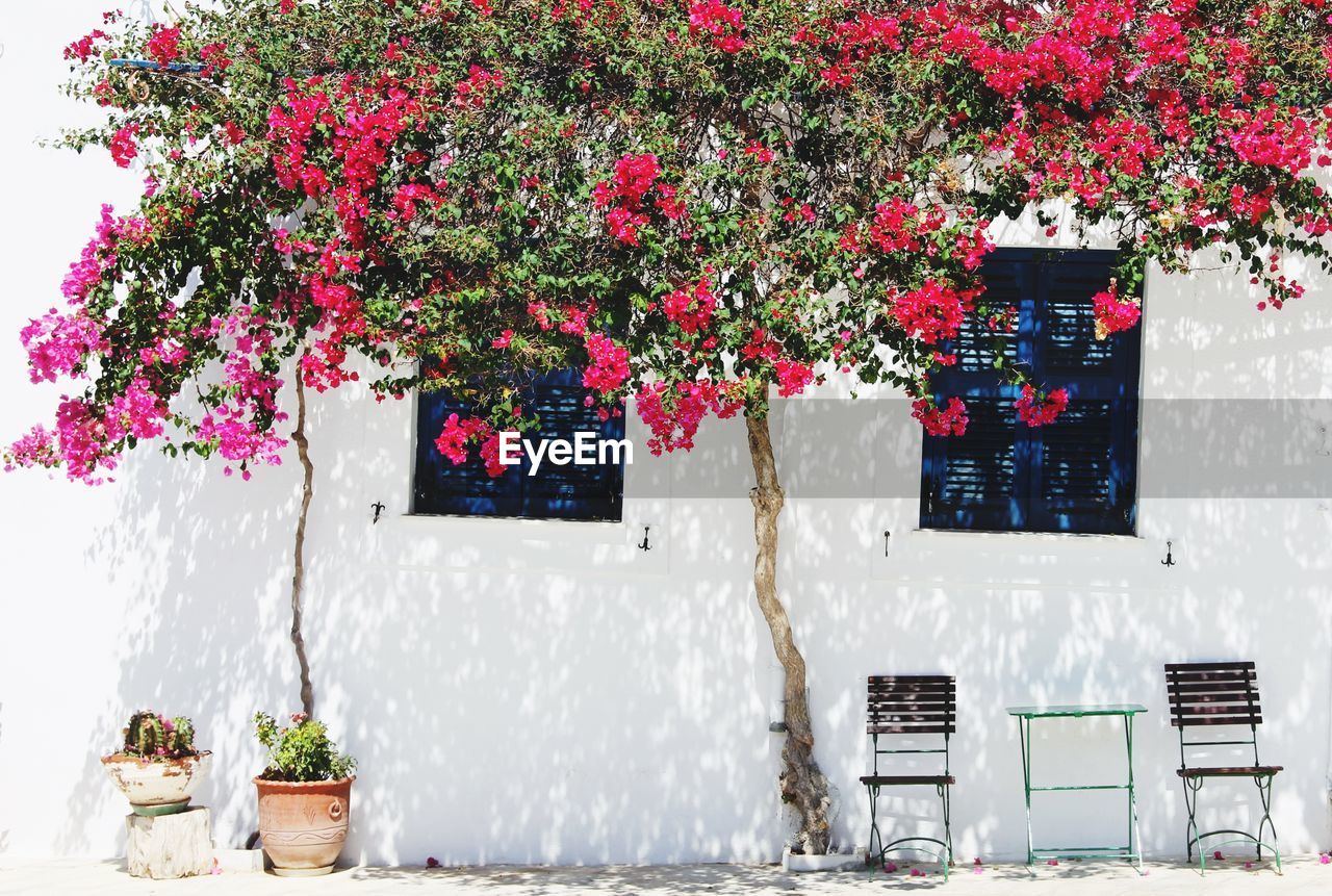 Pink flowering tree against wall