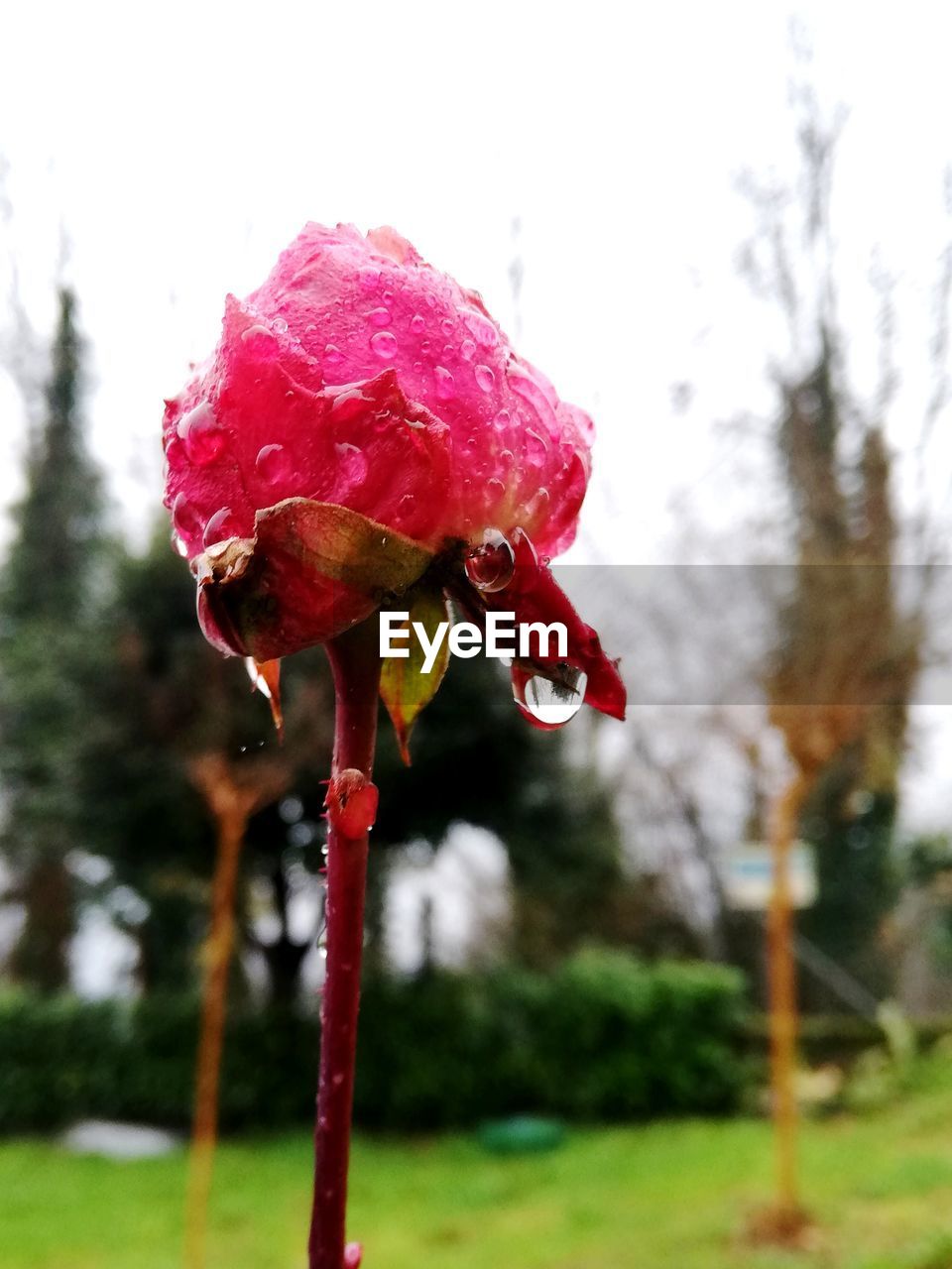CLOSE-UP OF WET PINK FLOWER ON TREE