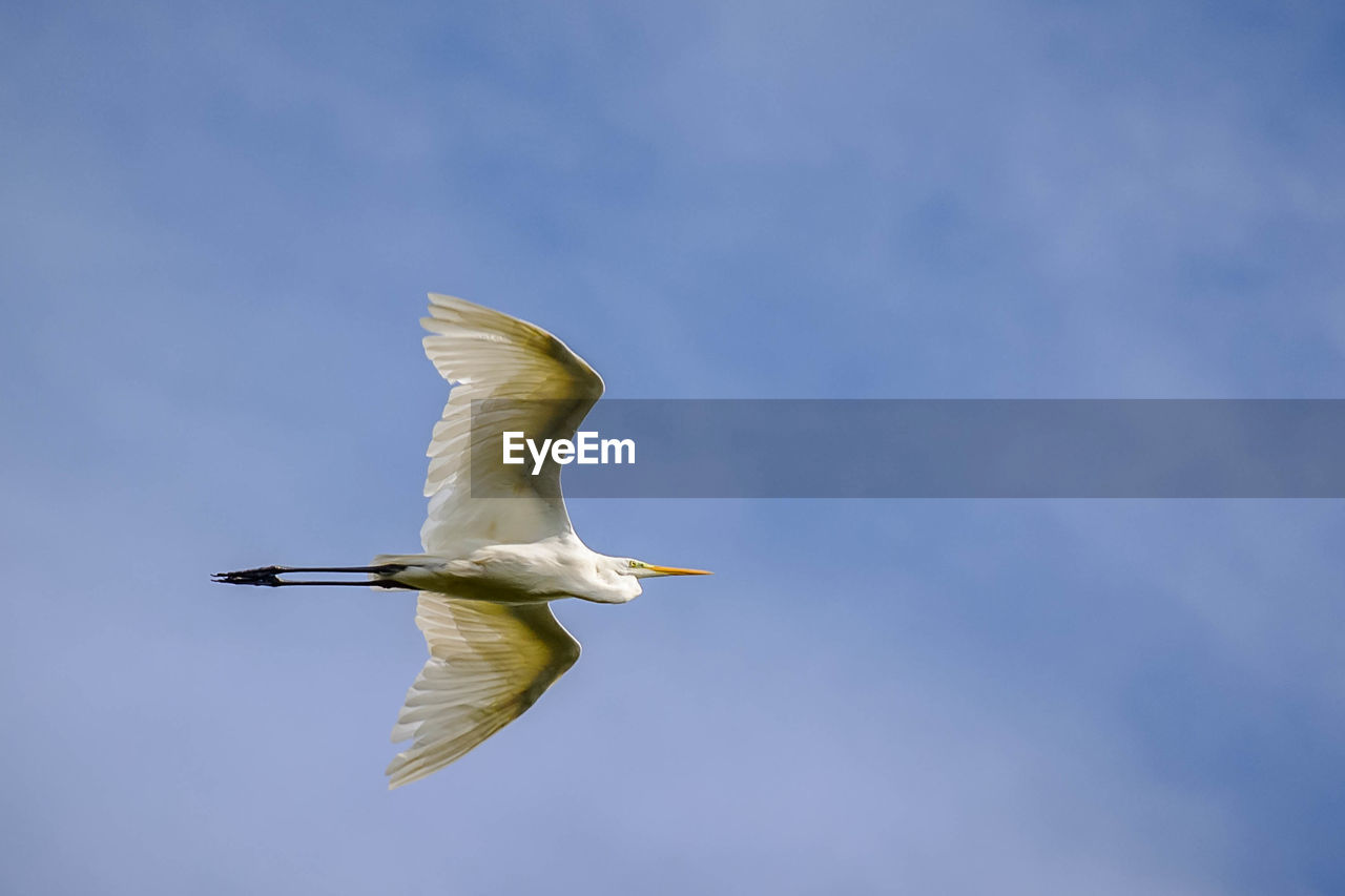 LOW ANGLE VIEW OF SEAGULL FLYING AGAINST SKY