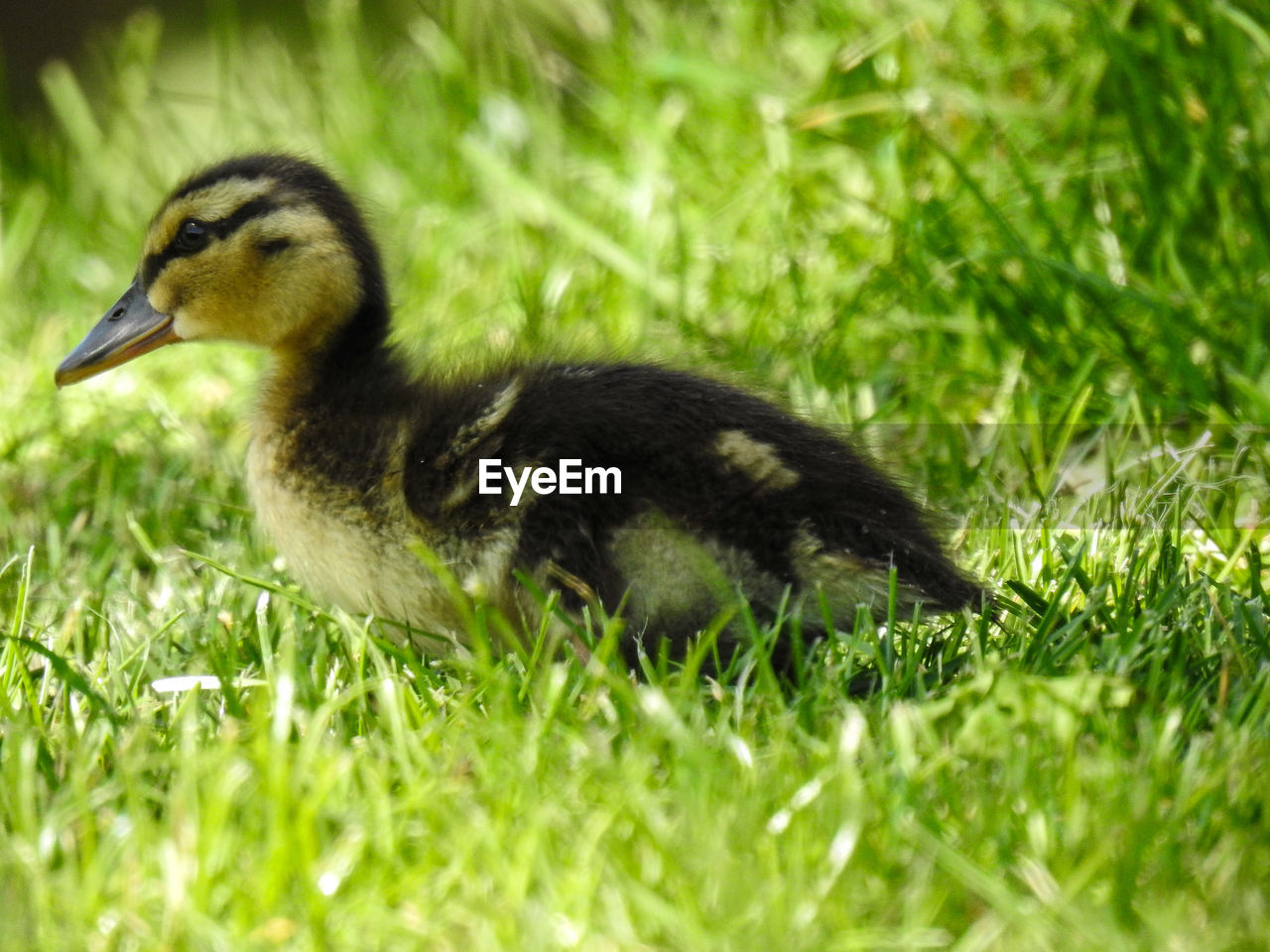 CLOSE-UP OF DUCK ON GRASS