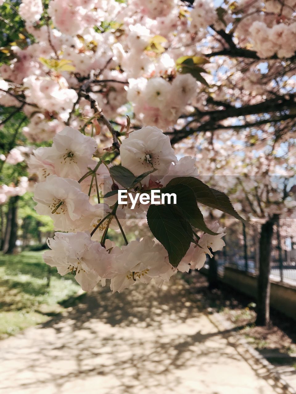 Close-up of white cherry blossom tree