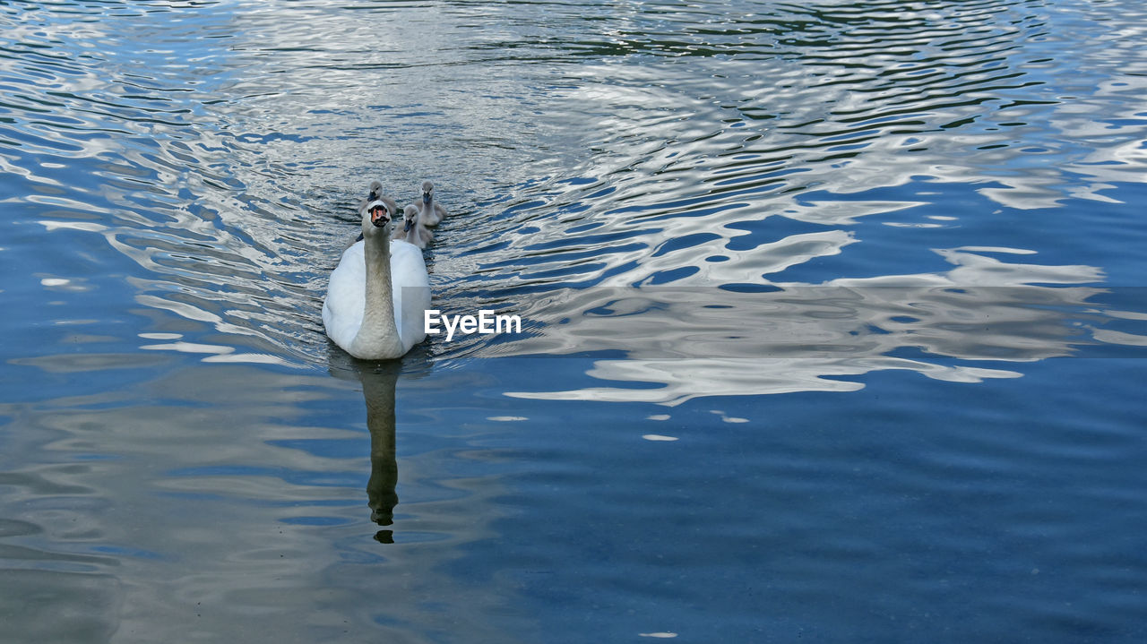 High angle view of swan family