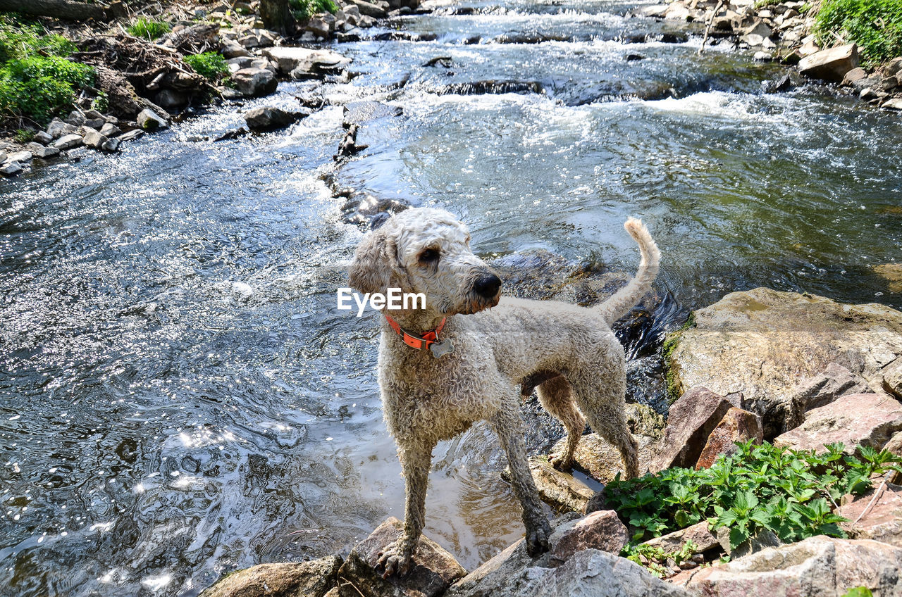 VIEW OF DOG ON ROCK AT SEA