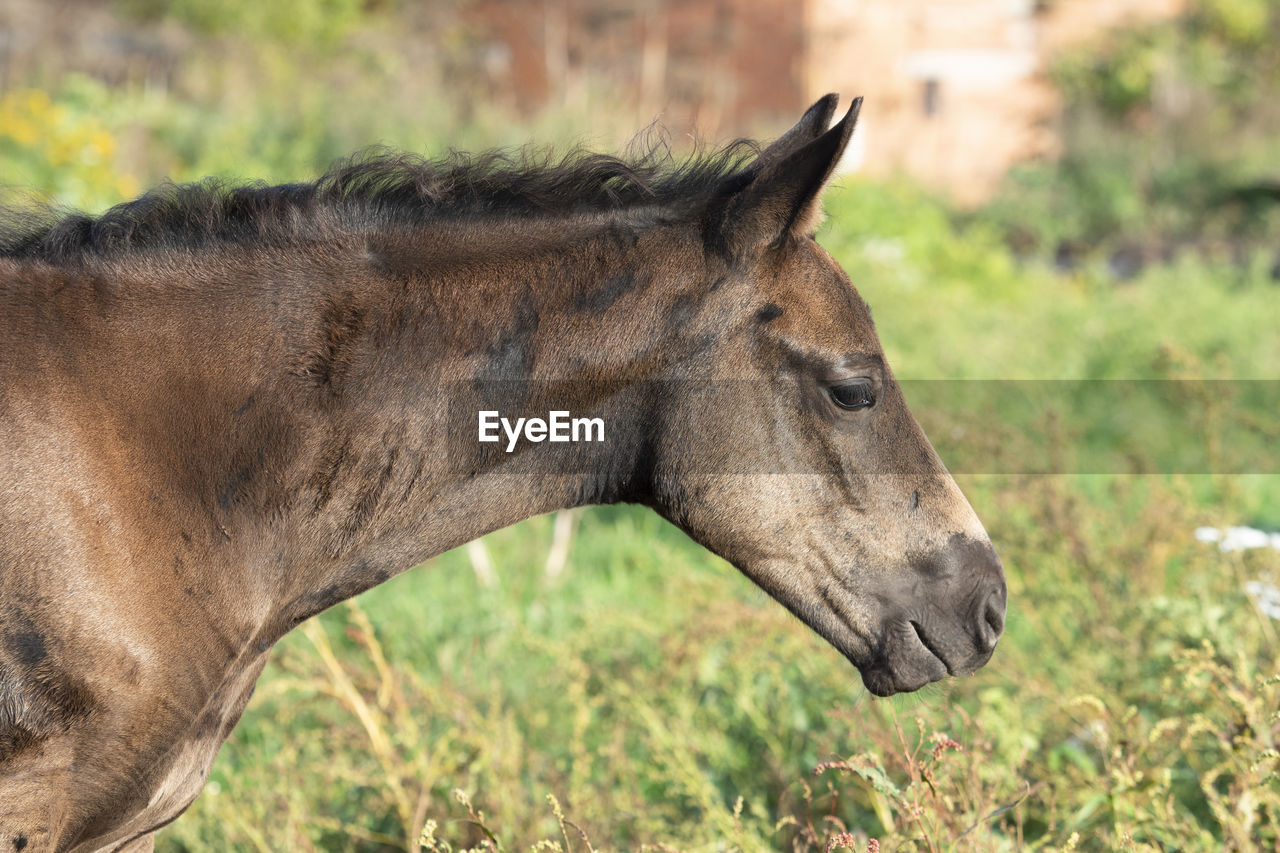 animal, animal themes, mammal, animal wildlife, horse, one animal, mare, domestic animals, mustang horse, side view, grass, livestock, pasture, wildlife, no people, mane, plant, pack animal, profile view, nature, animal body part, foal, focus on foreground, stallion, day, outdoors, field, animal head, brown, pet, close-up, portrait, land