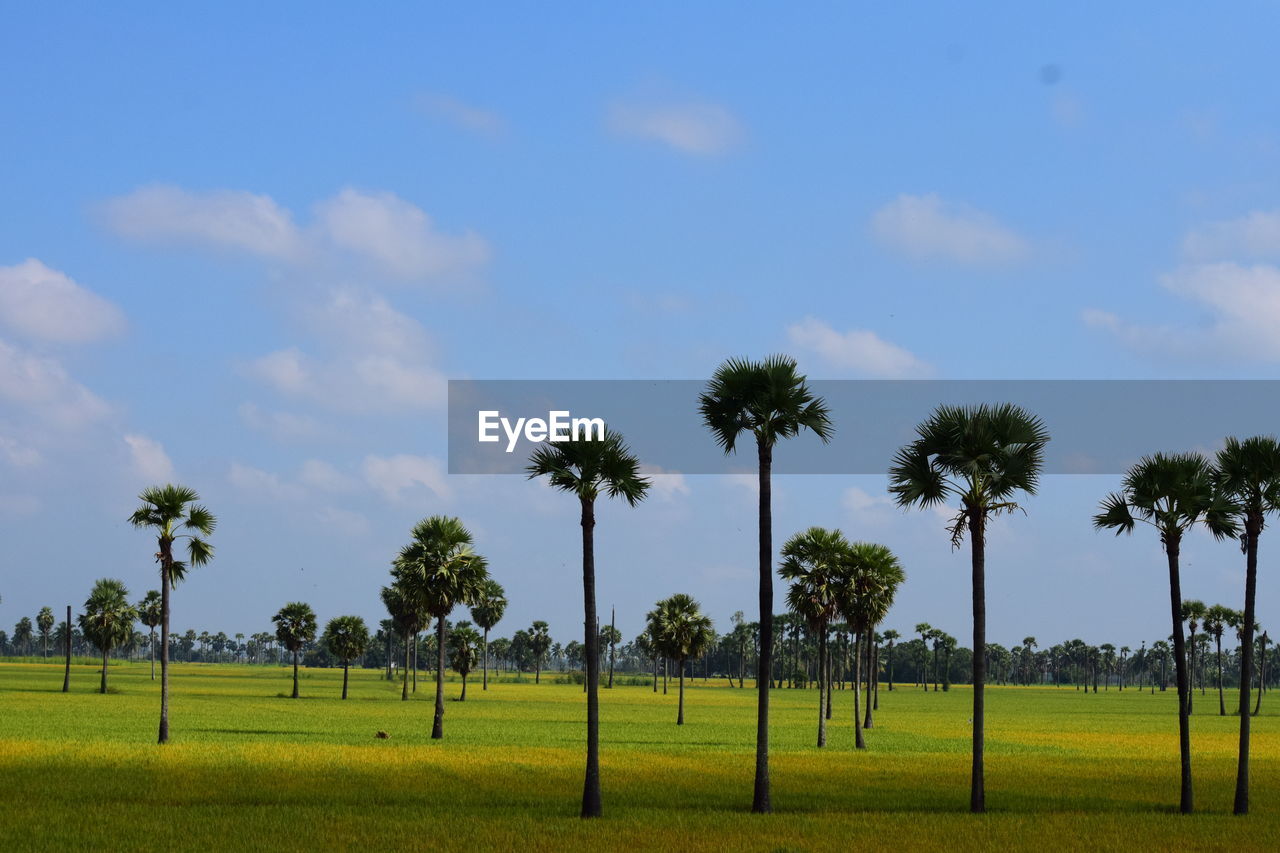 PALM TREES IN FIELD AGAINST SKY