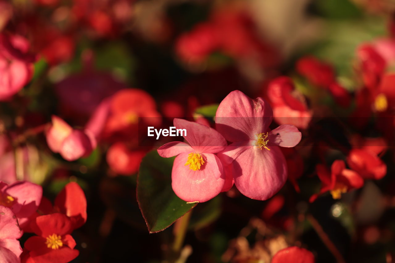 HIGH ANGLE VIEW OF PINK FLOWERING PLANT