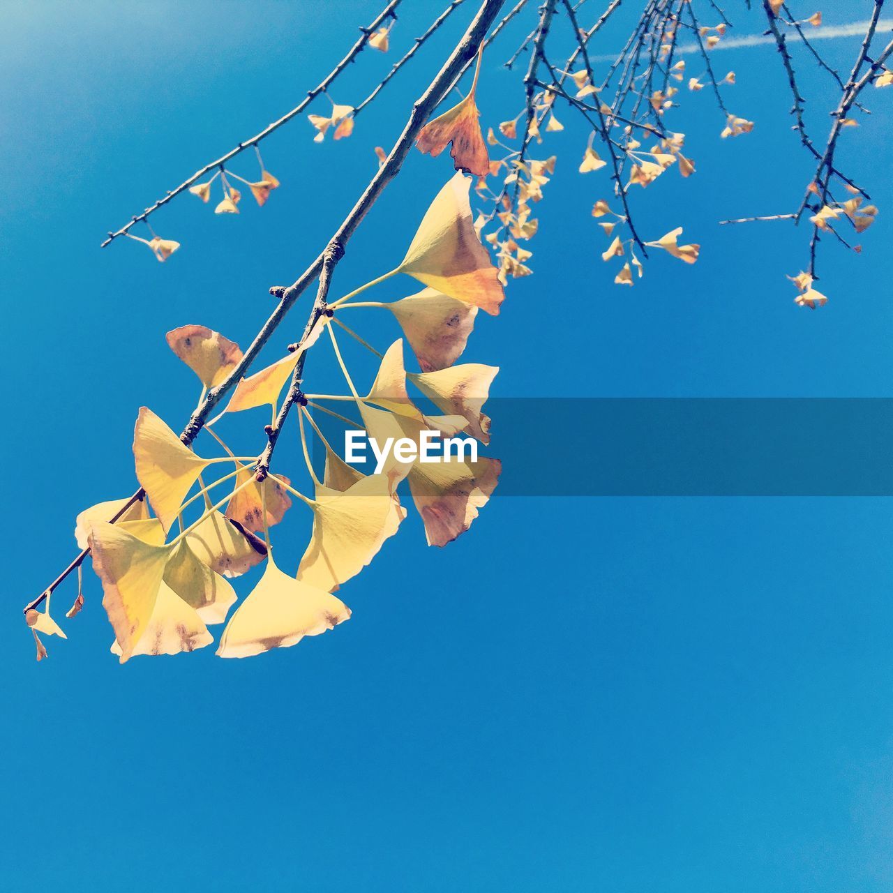 LOW ANGLE VIEW OF PLANT AGAINST CLEAR SKY