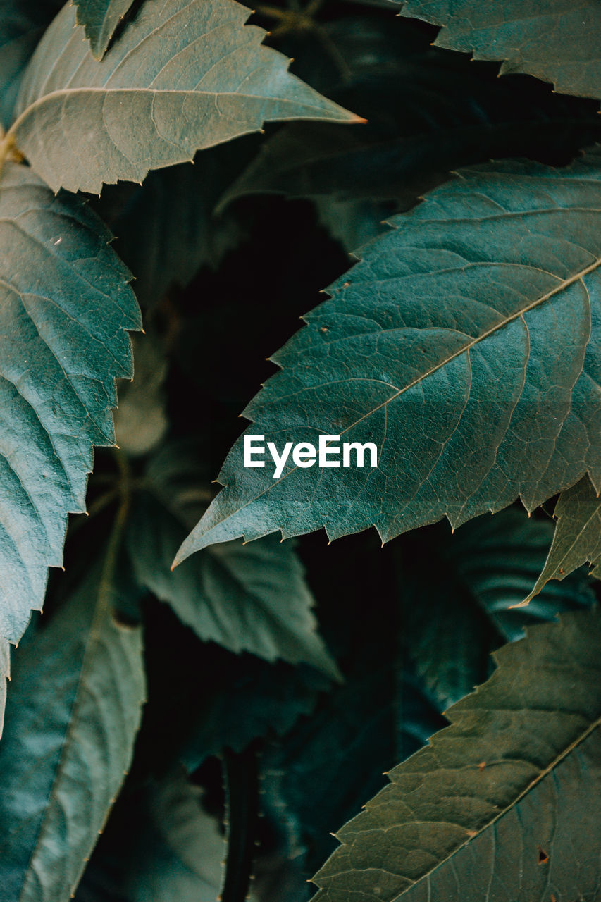 High angle view of leaves