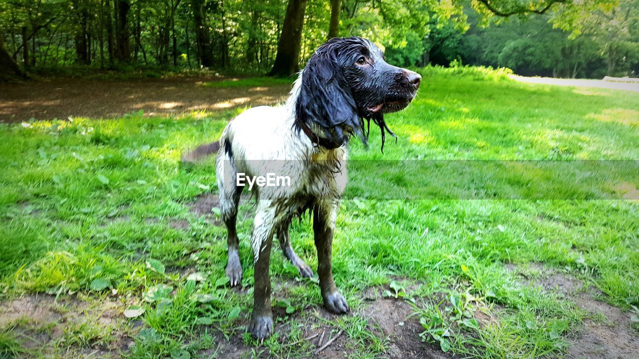 Wet dog on field