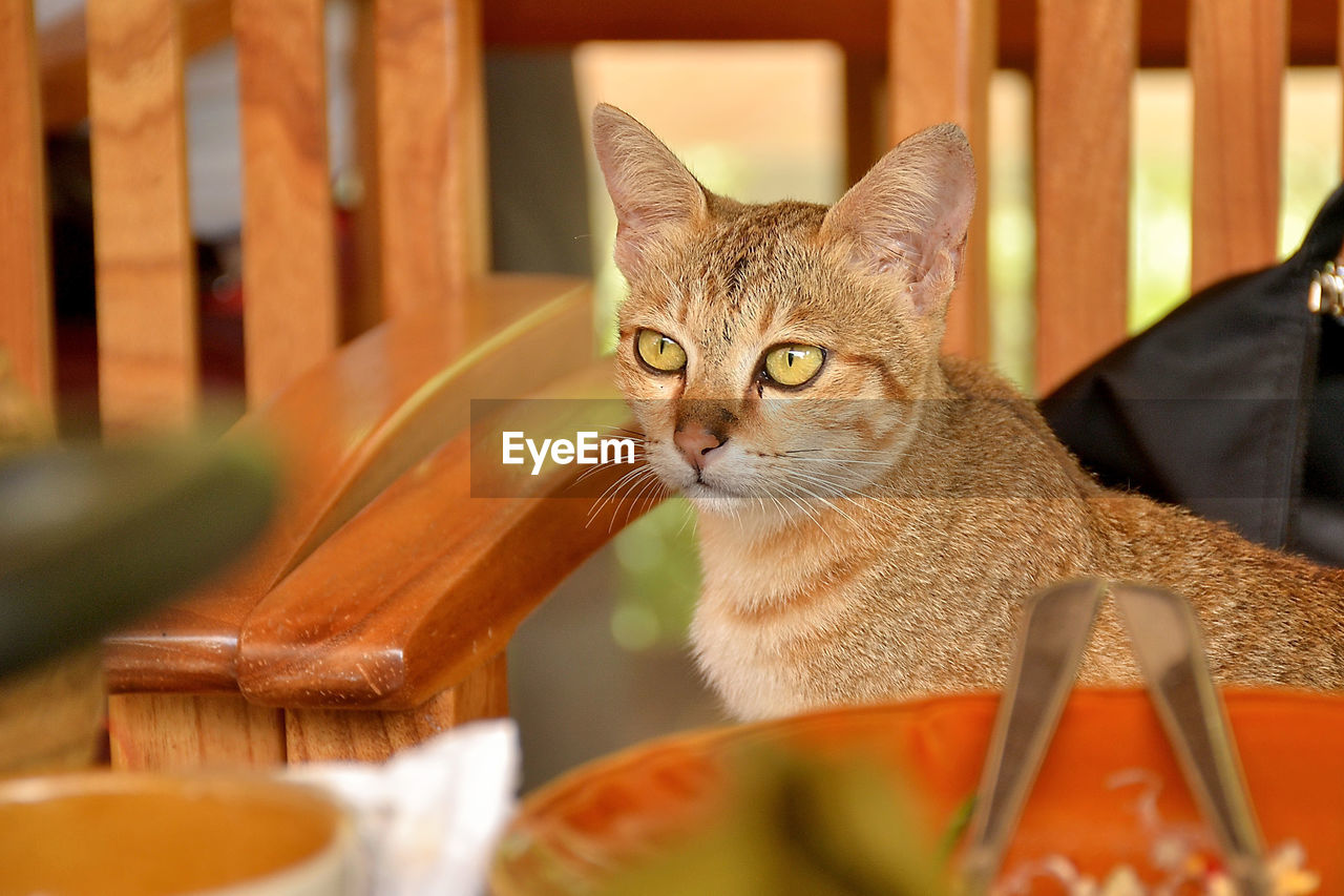 PORTRAIT OF CAT SITTING ON TABLE