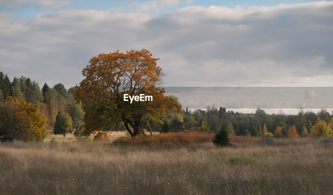 Spectacular autumn landscape. yellowing foliage of trees. sunny weather