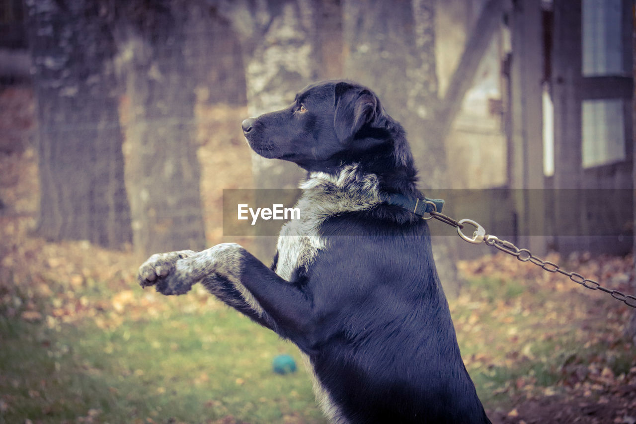 DOG LOOKING AWAY AGAINST TREES