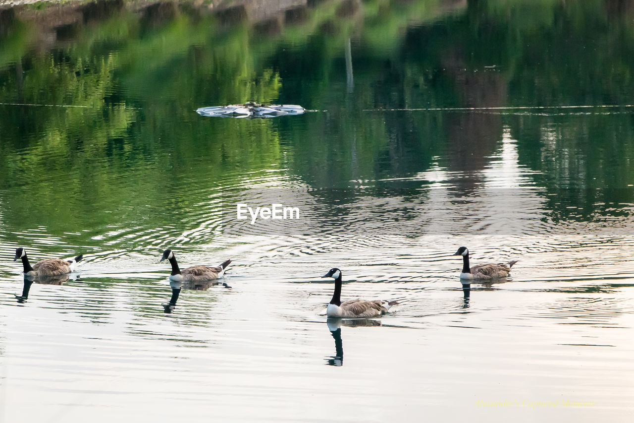 DUCKS SWIMMING ON LAKE