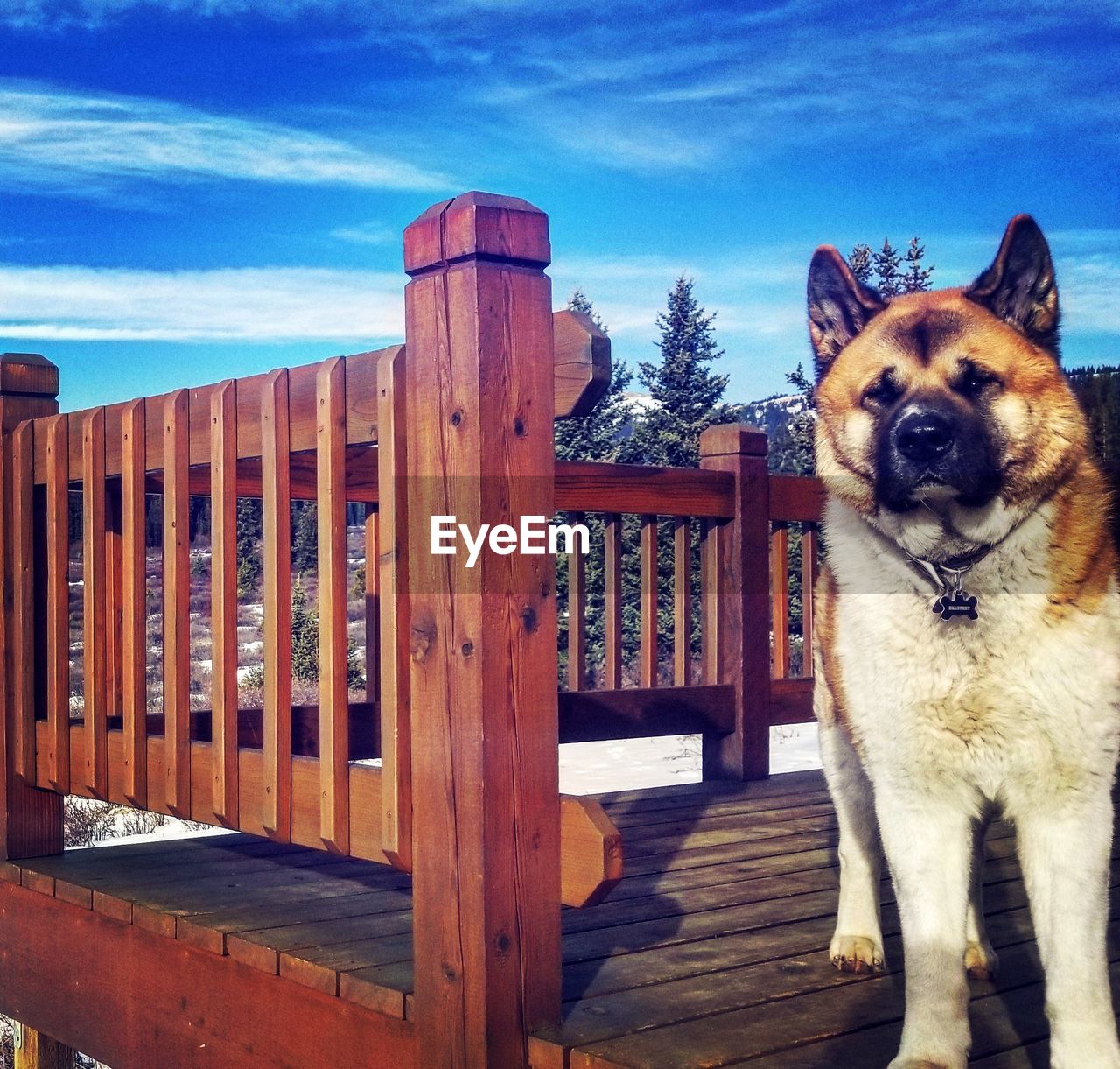 DOG IN WINTER AGAINST SKY IN BACKGROUND