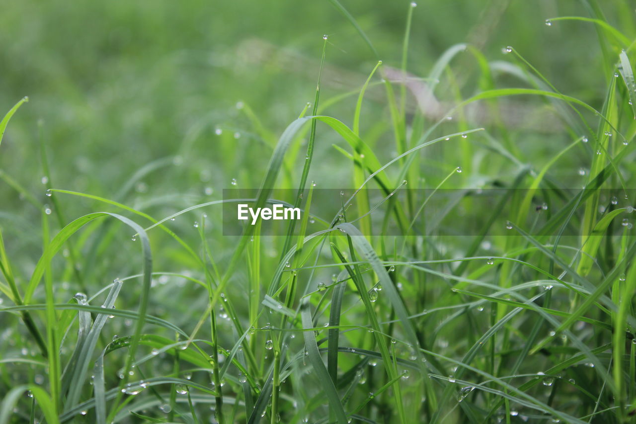 CLOSE-UP OF WET GRASS