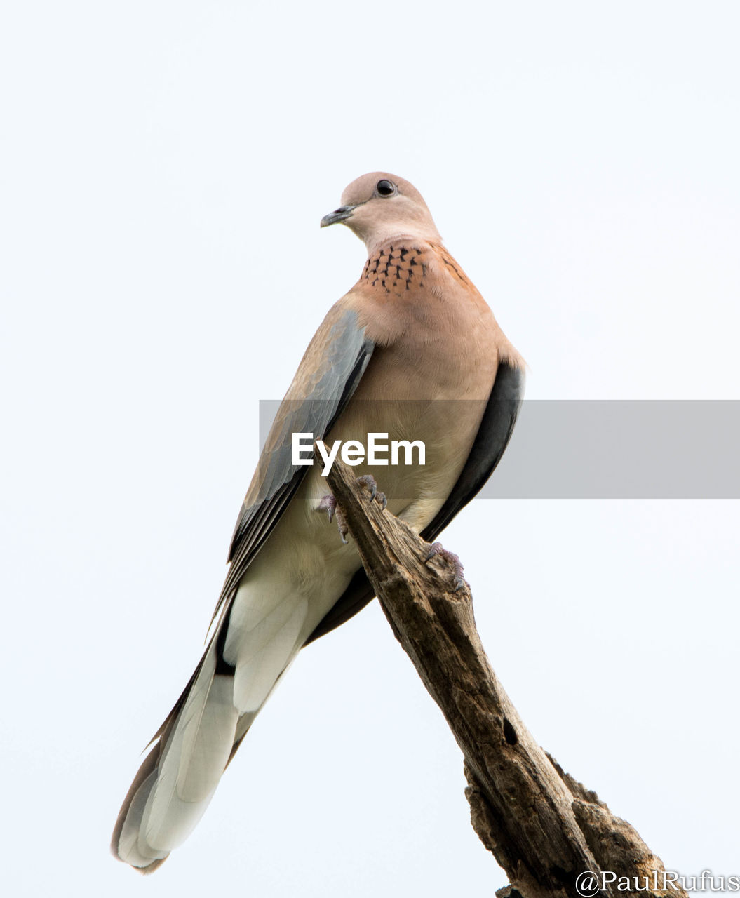 LOW ANGLE VIEW OF BIRD PERCHING ON WHITE BACKGROUND