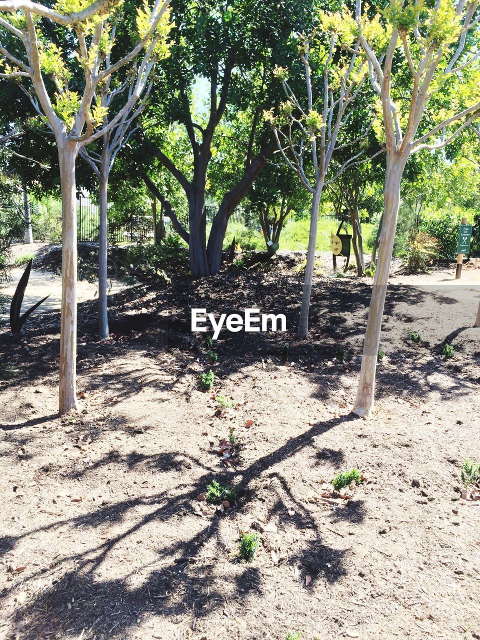 TREES GROWING IN PARK