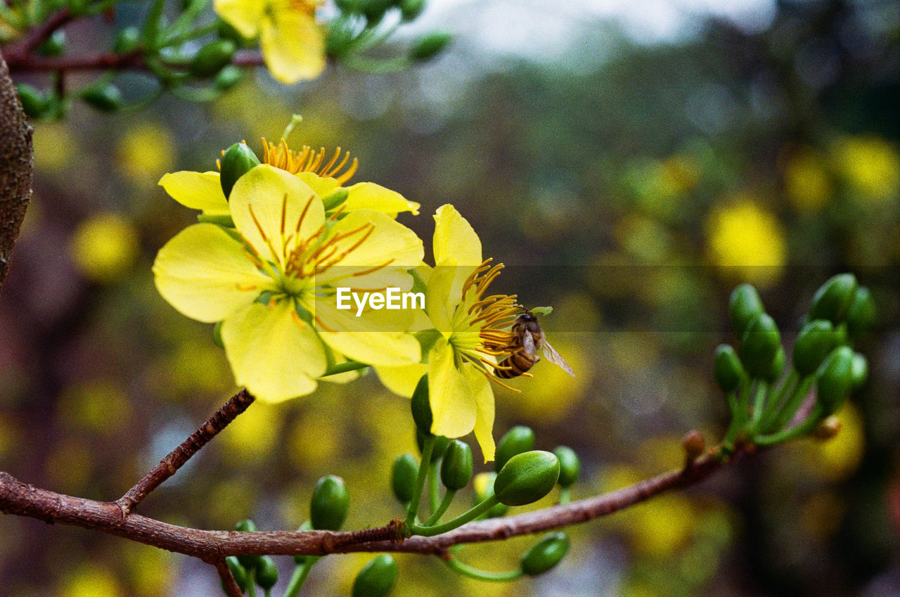 Close-up of insect on yellow flower