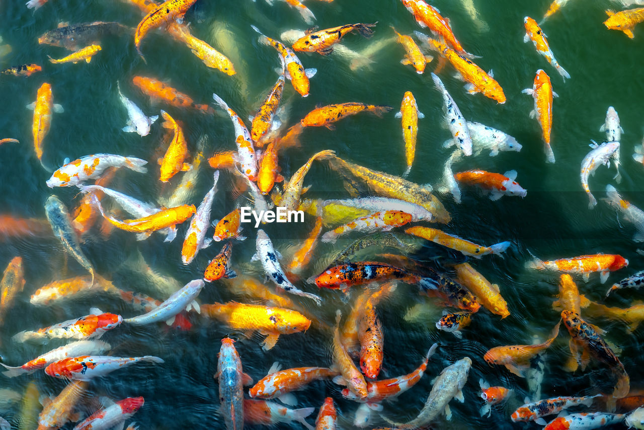 FISHES SWIMMING IN LAKE