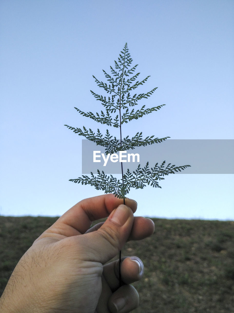 Cropped hand of man holding plant against clear sky