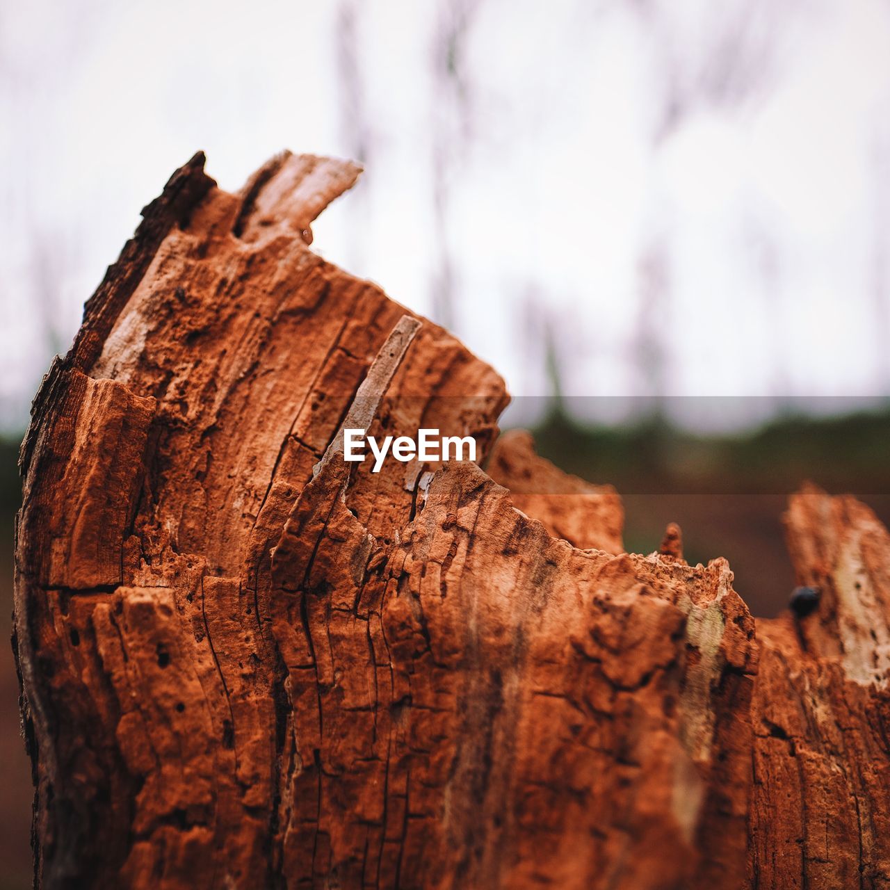 Close-up of damaged tree stump against sky
