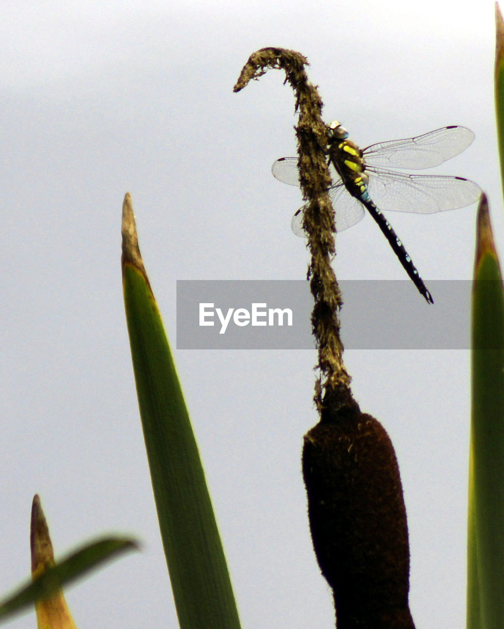 Close-up of dragonfly on plant against clear sky