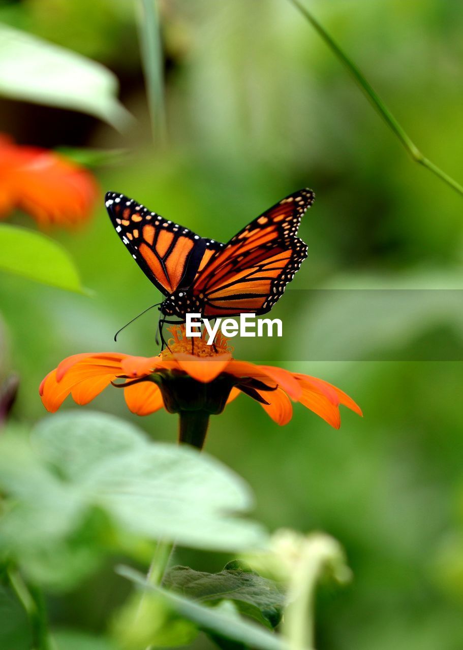 Close-up of butterfly pollinating on flower