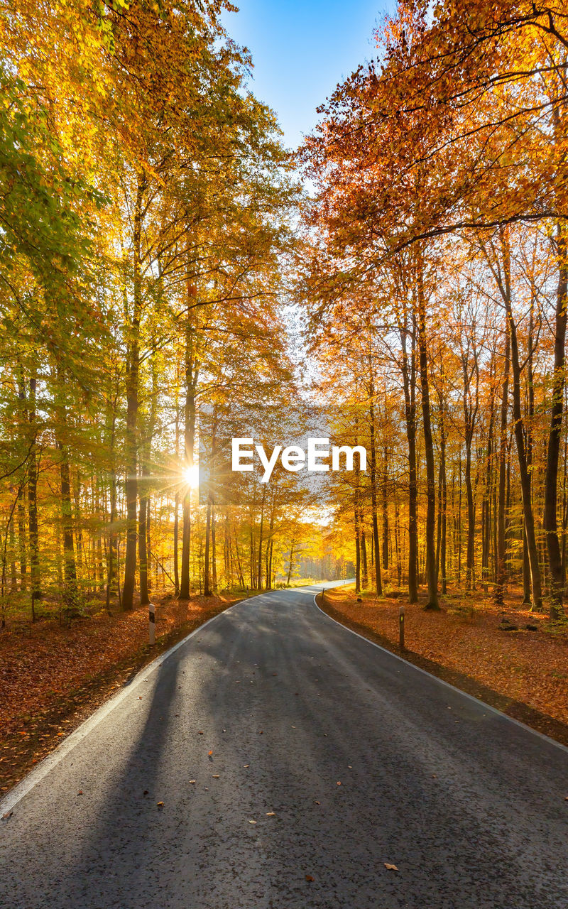 Road going through colorful autumn forest at sunset