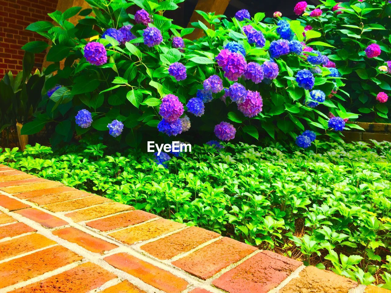 CLOSE-UP OF PURPLE FLOWERS BLOOMING