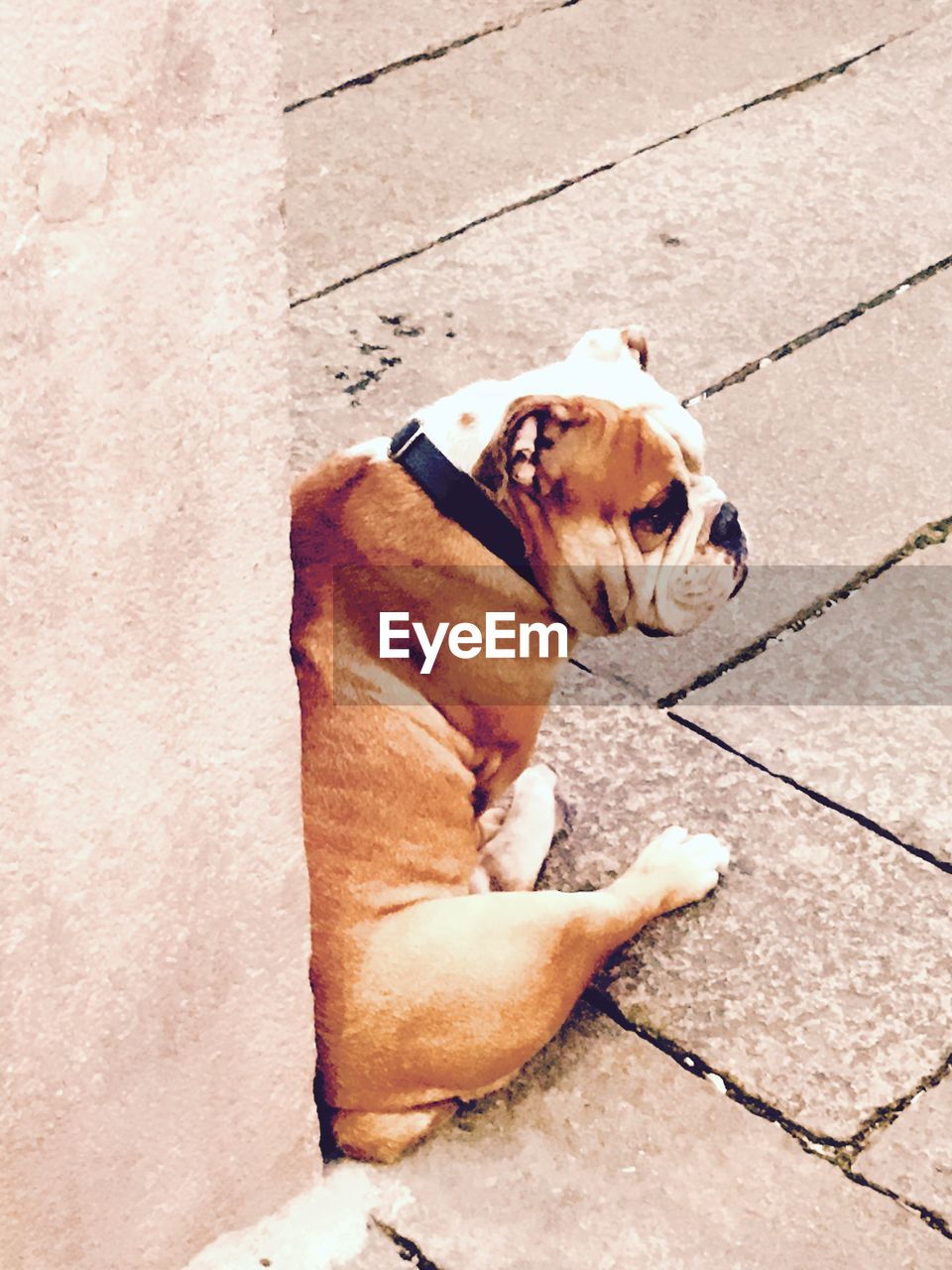 High angle view of dog sitting outdoors