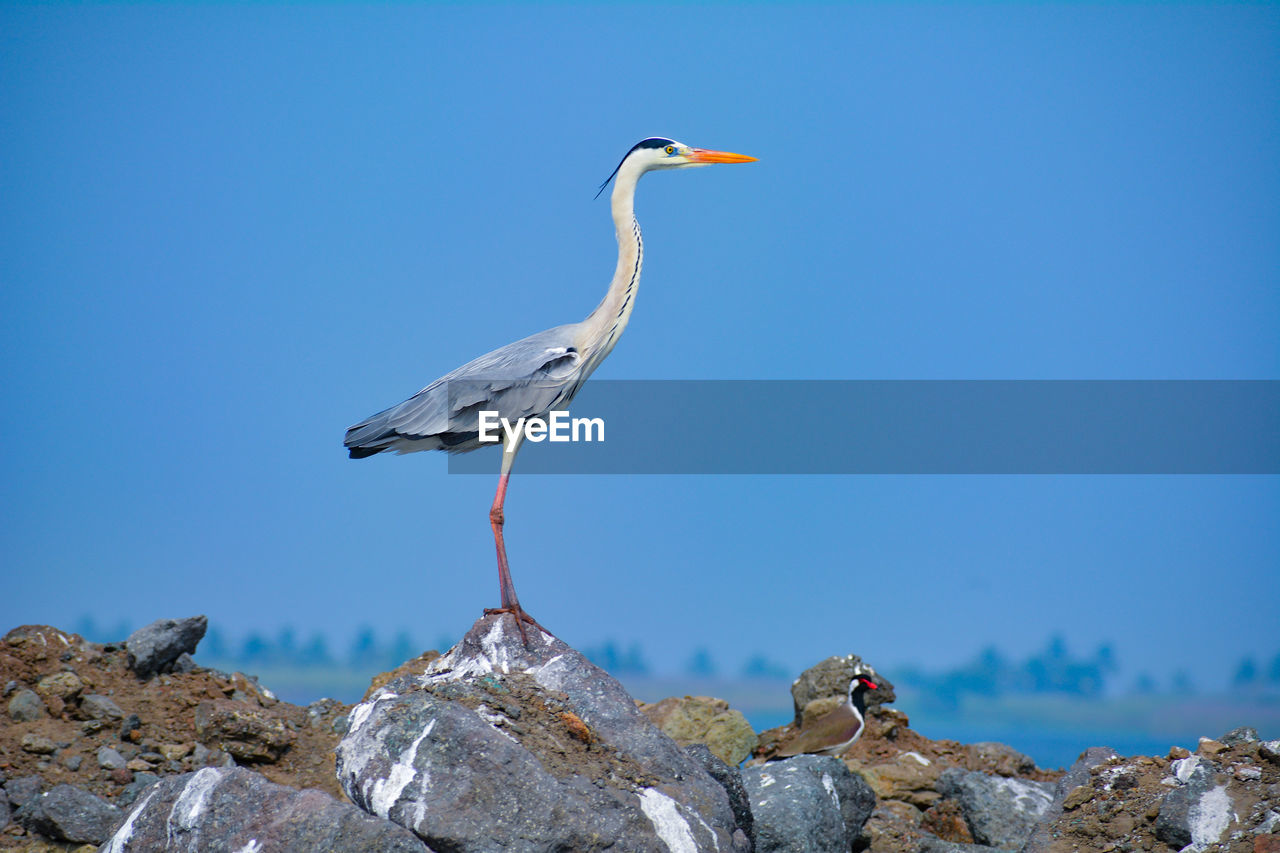 BIRD PERCHING ON ROCK FORMATION AGAINST SKY