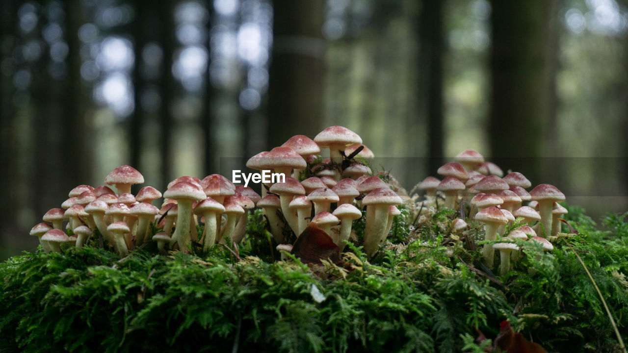 Mushrooms growing amidst plants at forest