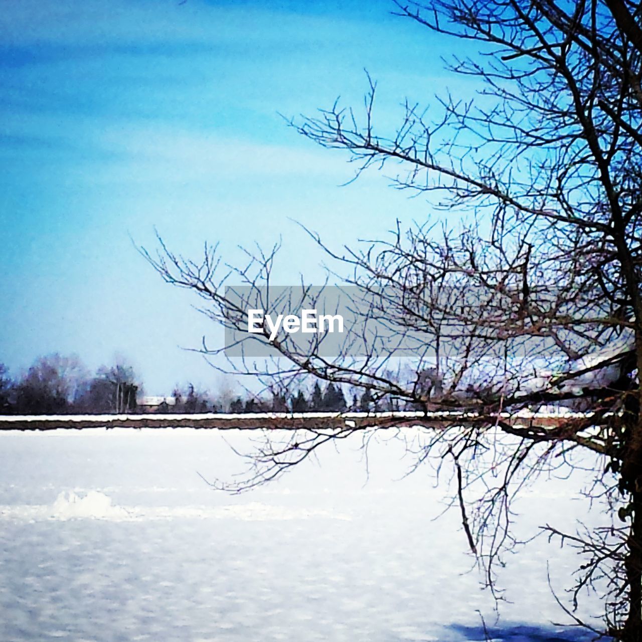 BARE TREES AGAINST CLEAR SKY DURING WINTER