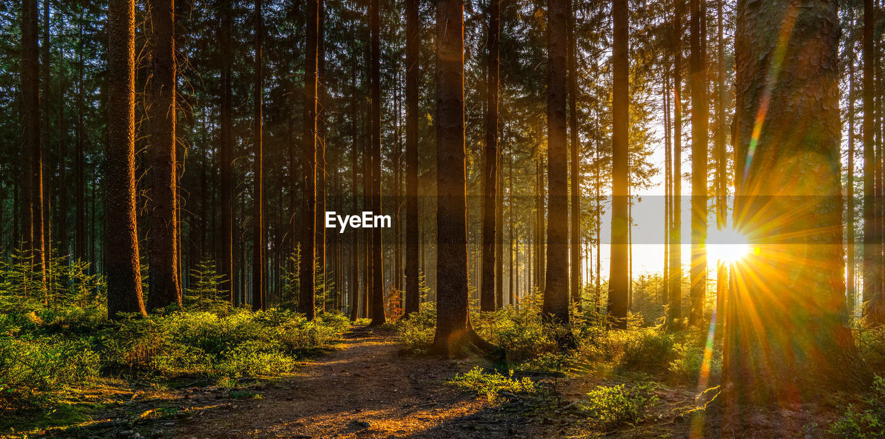 SUNLIGHT STREAMING THROUGH TREES IN FOREST AGAINST SKY