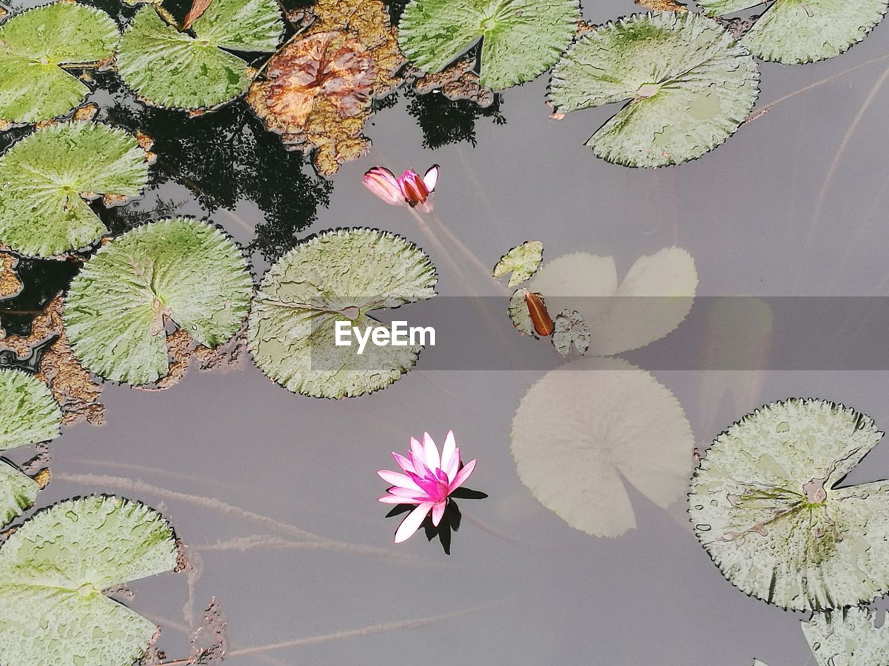 HIGH ANGLE VIEW OF PINK WATER LILY ON LEAVES