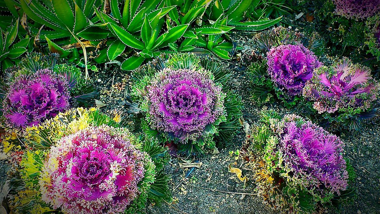 CLOSE-UP OF PINK FLOWERS BLOOMING