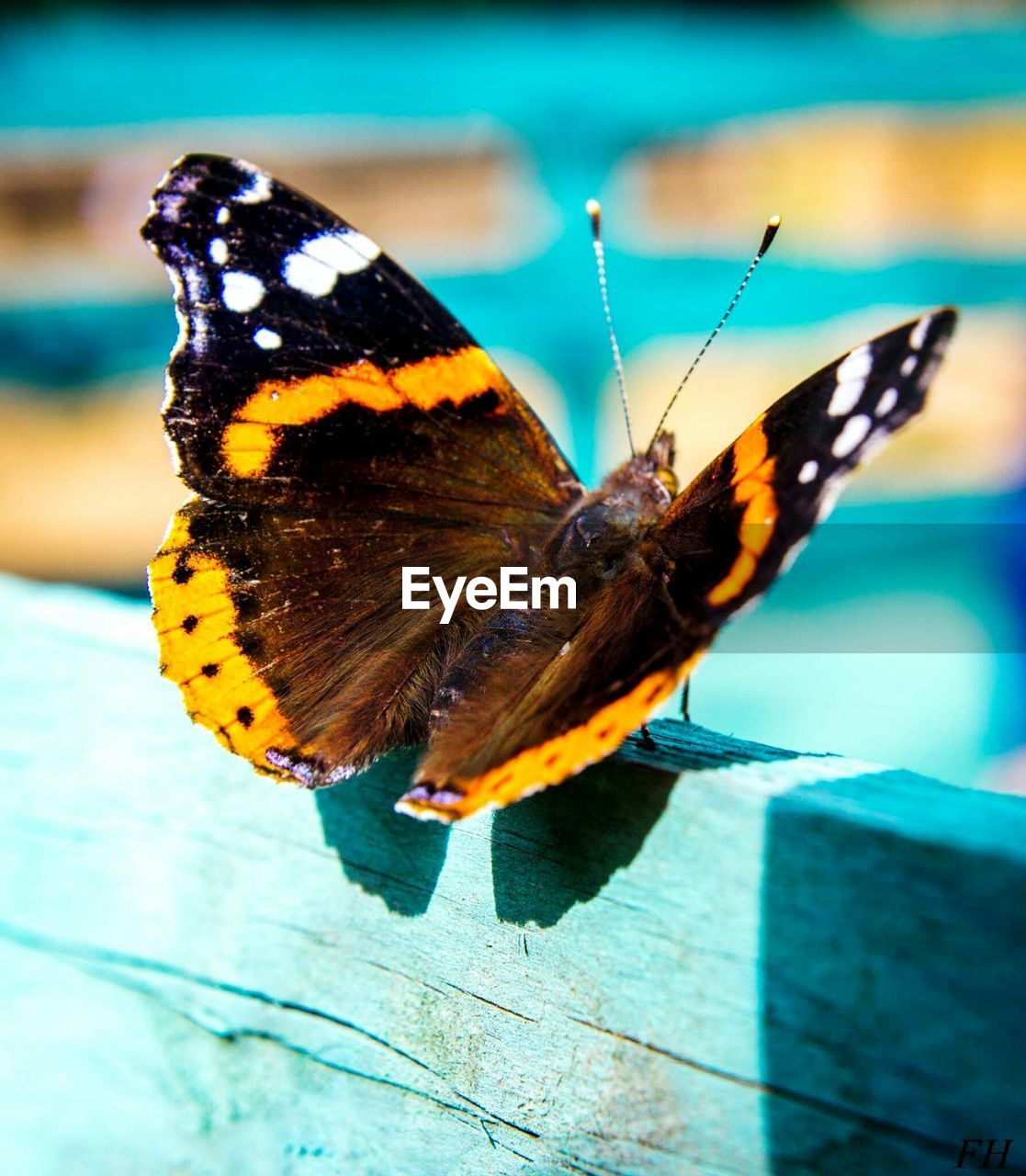 Close-up of butterfly perching on leaf