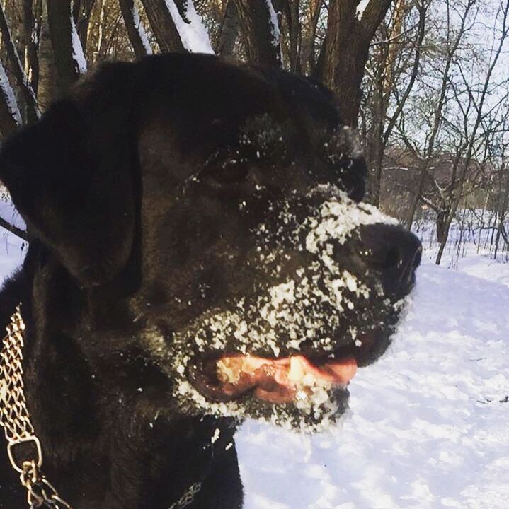 CLOSE-UP OF DOG BY TREE