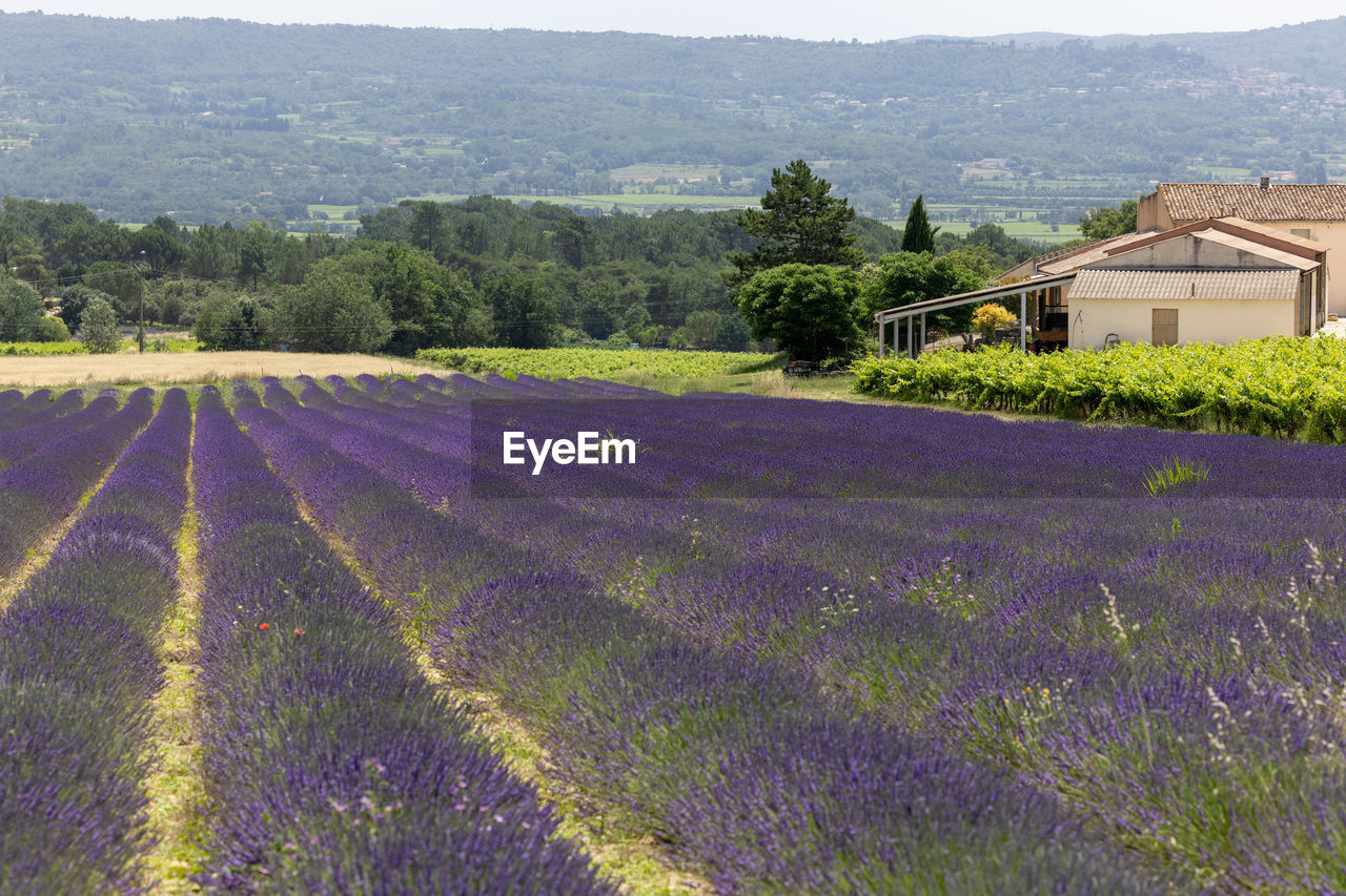 scenic view of field against mountain